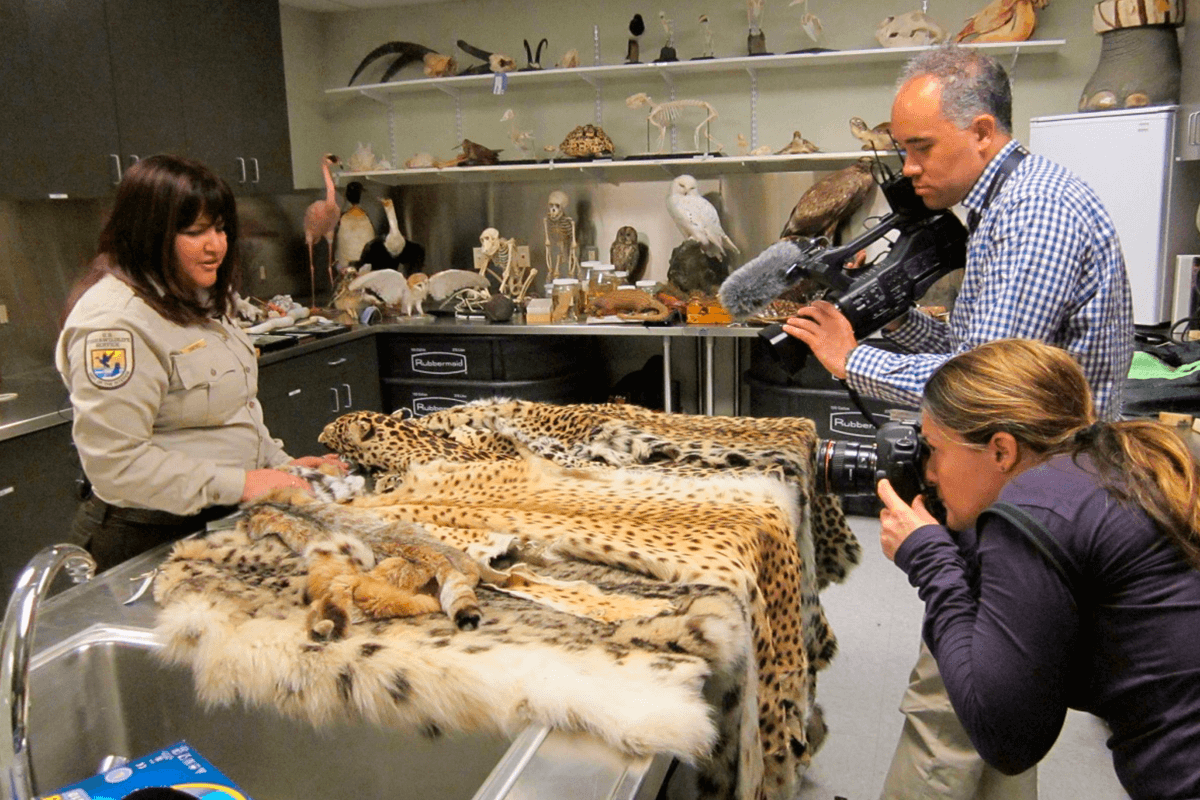 Documentary Series Exposes Wildlife Trafficking Networks