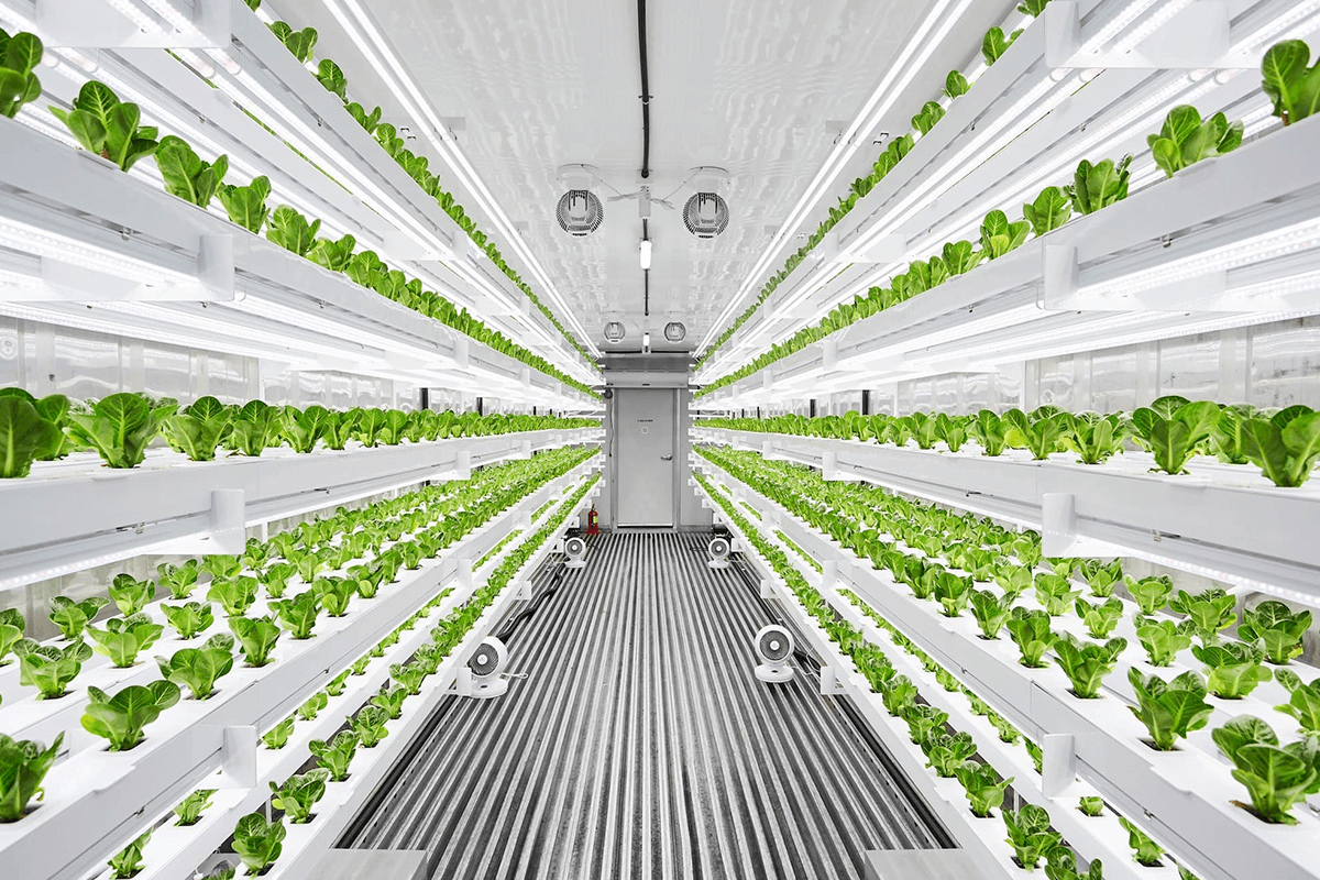 Innovative Urban Farms Sprout Up in Major Cities